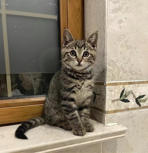 半岁大的狸花猫