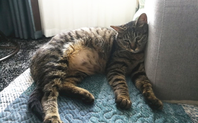 怀孕了的狸花猫