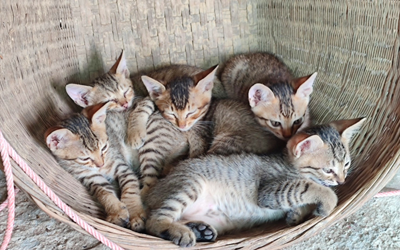 五只狸花猫幼崽