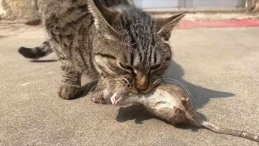 捕捉到一只大老鼠的狸花猫