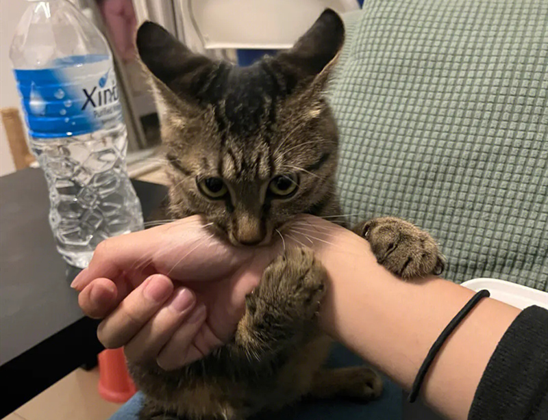 正在咬人的狸花猫
