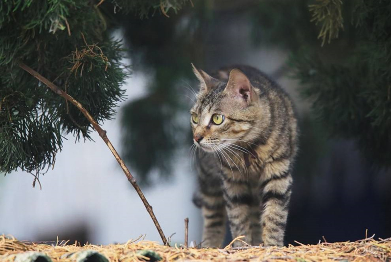 狸花猫的毛发要怎么剪呢？