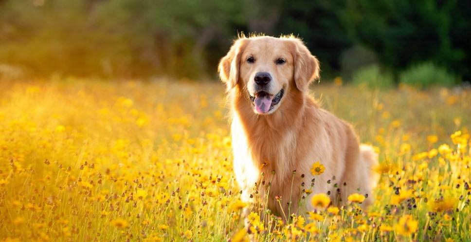 花丛中的金毛犬