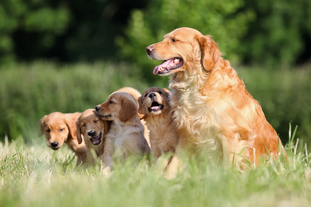 被训练后坐在地上的金毛犬