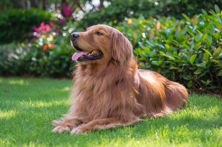 一只长着浓密柔软金色毛发的金毛犬