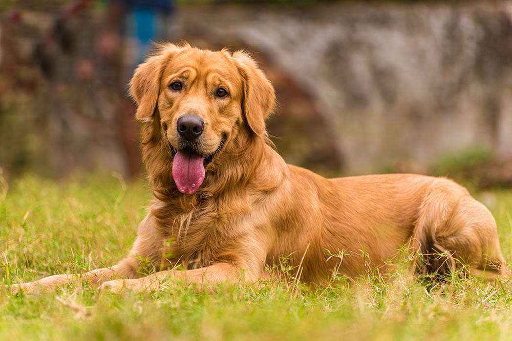 修剪毛发后的金毛犬