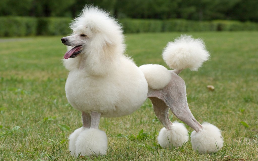毛发修剪好的白色泰迪犬