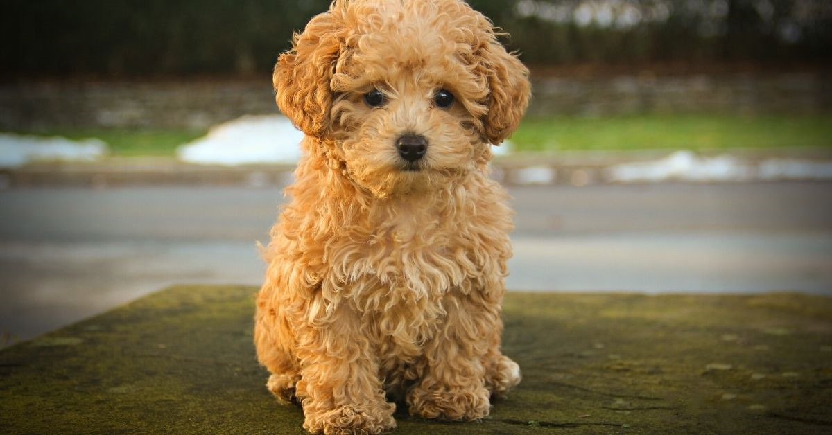 出现腹胀的小泰迪犬