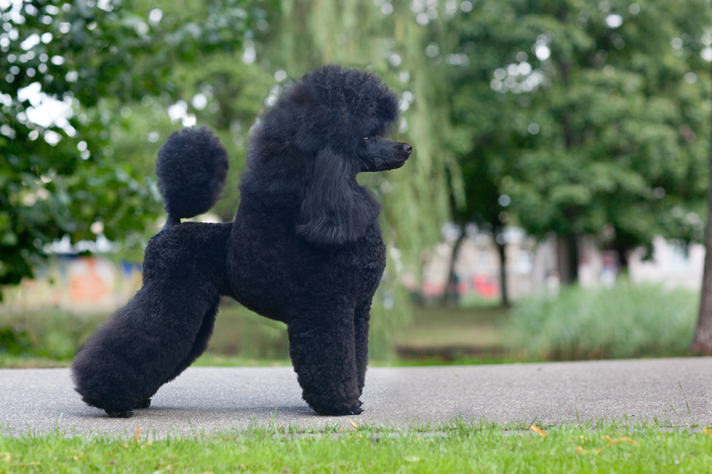 泰迪犬肚子胀预防方法