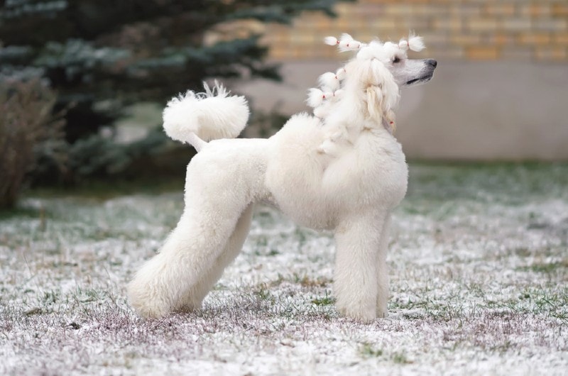 泰迪犬肚子里有虫子有啥症状？　