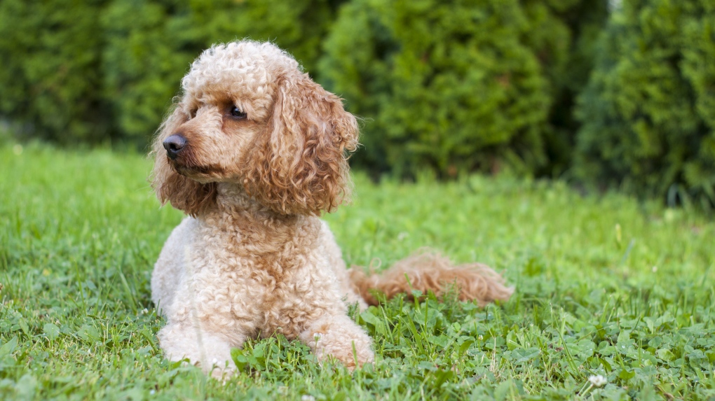 如何训练泰迪犬不翻垃圾桶？