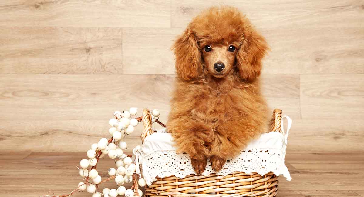 定期驱虫对泰迪犬的健康很重要