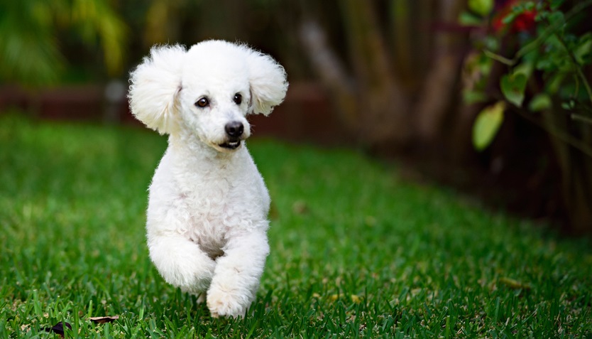 如何训练泰迪犬不乱加呢？