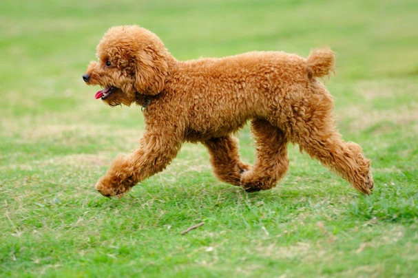 户外运动的泰迪犬