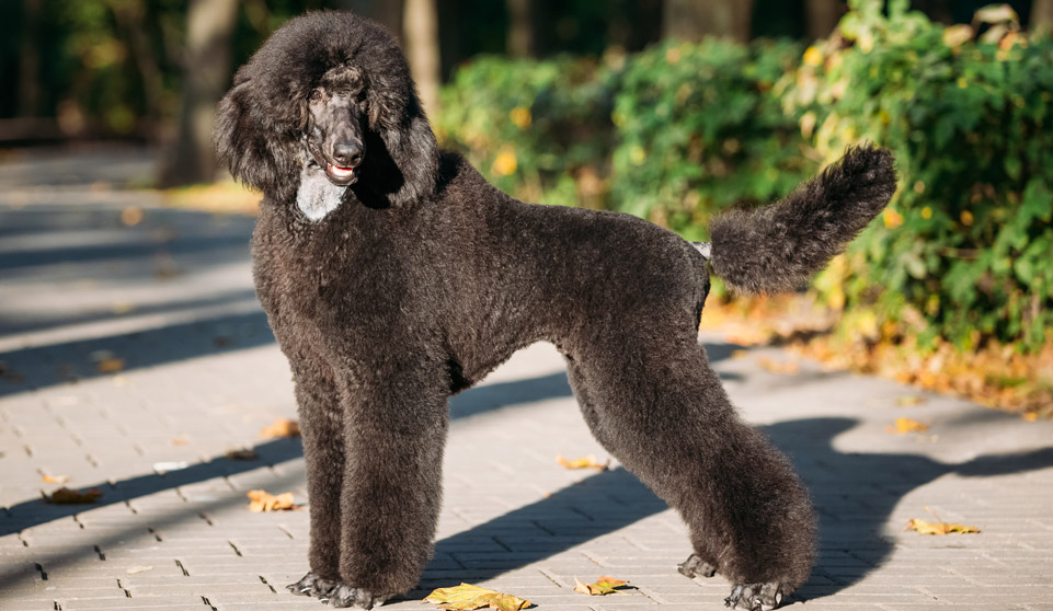 正在接受训练的黑色泰迪犬
