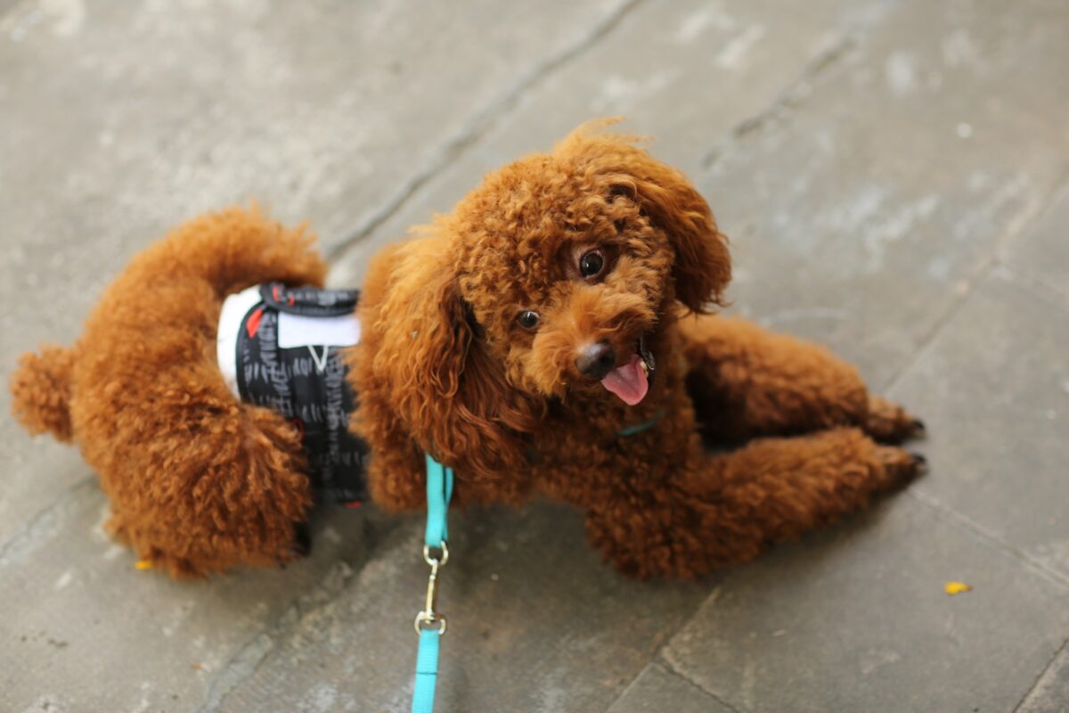 锻炼后休息的棕色泰迪犬