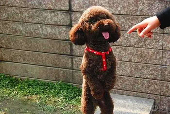 已经开始站立行走的泰迪犬