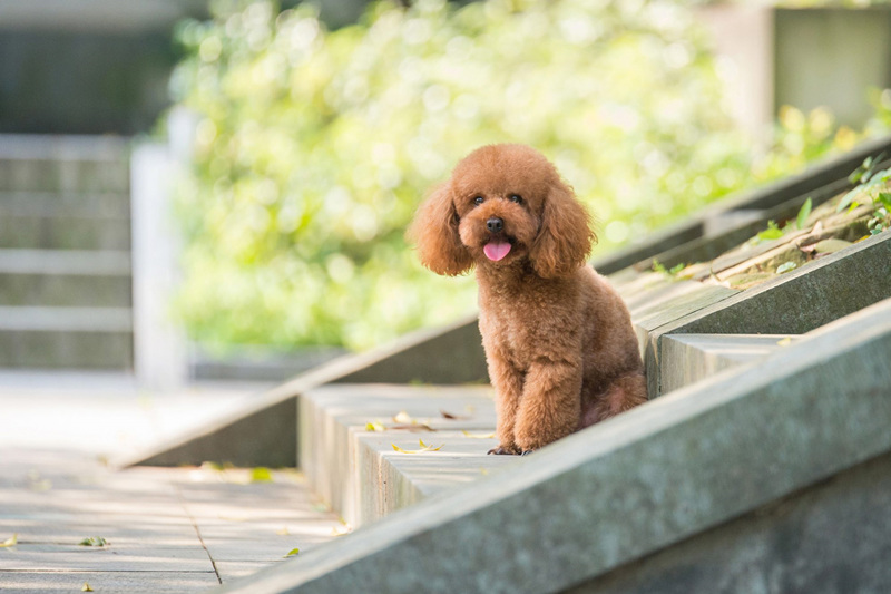 接受训练后的小泰迪犬