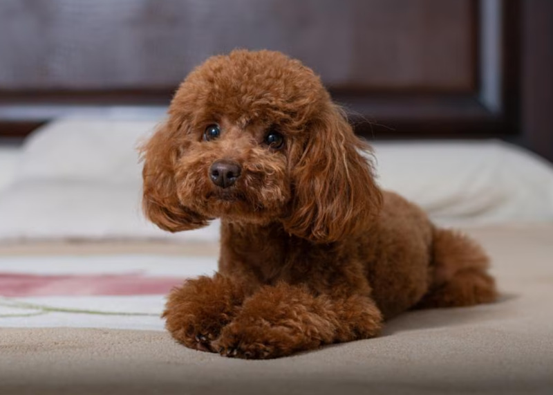 护理与修剪后的泰迪犬