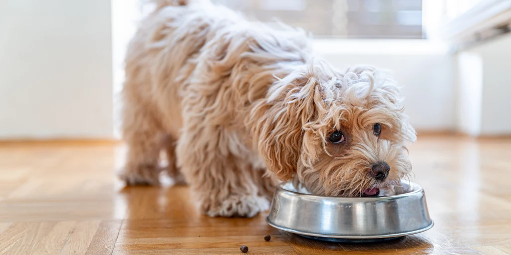 正在吃食物的泰迪犬