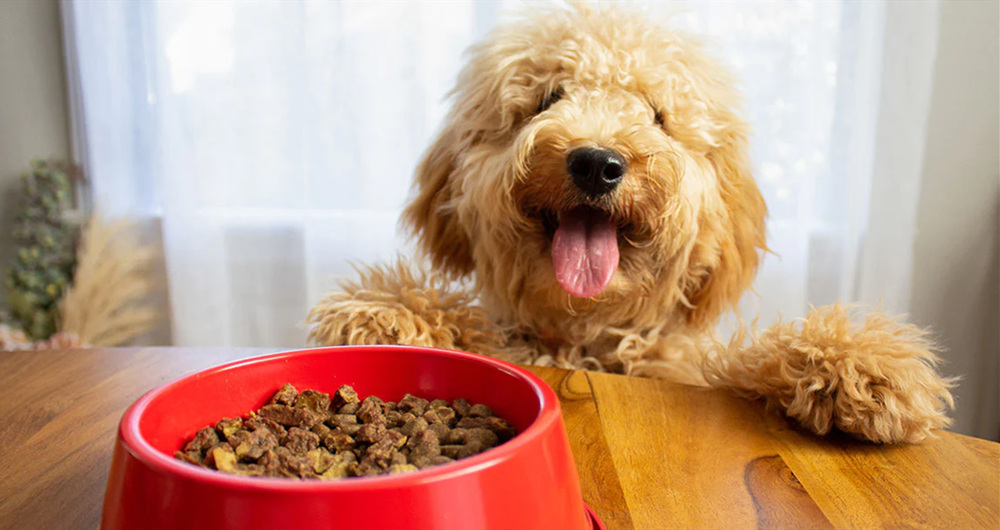 泰迪犬的饮食应该均衡、营养丰富