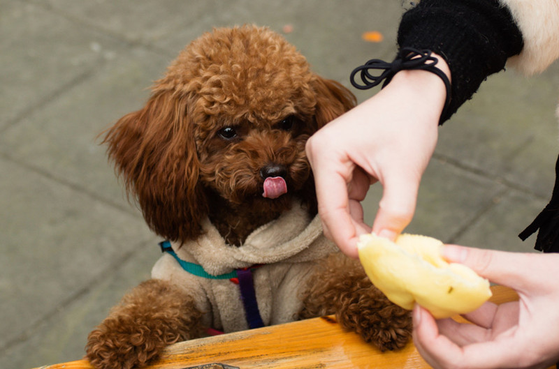 泰迪犬不能喂什么食物？