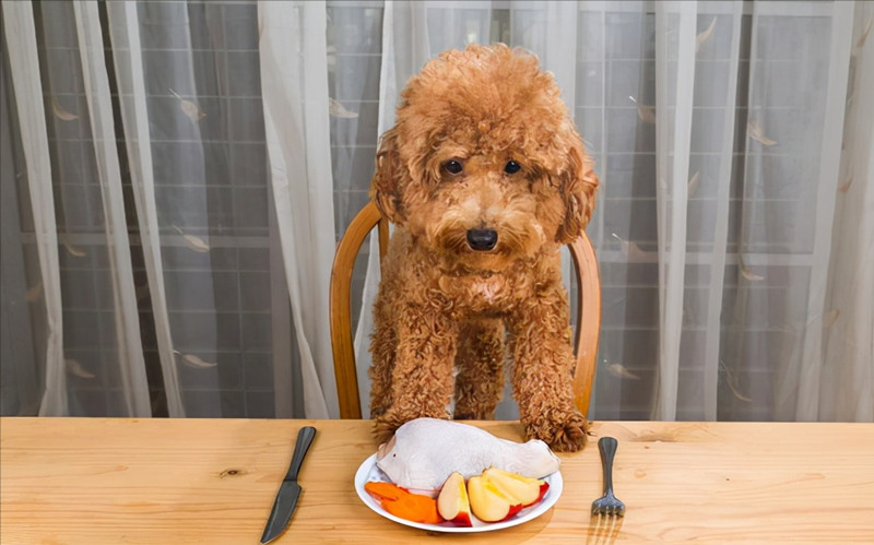 正准备吃苹果的泰迪犬