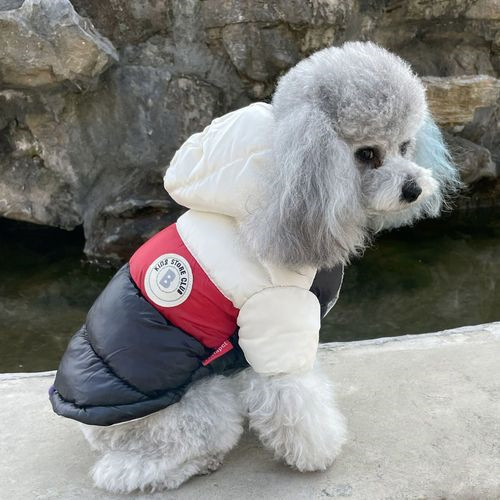 穿保暖衣的泰迪犬