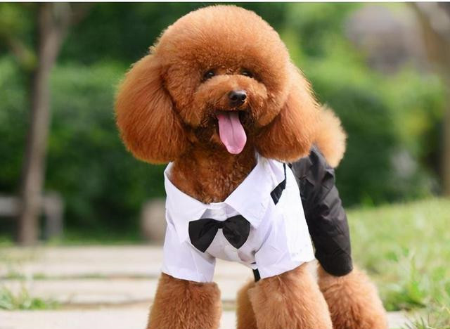 穿衣服的泰迪犬
