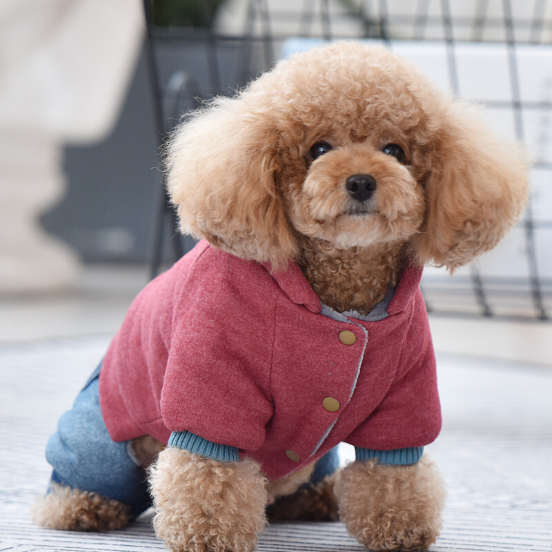 穿着绒毛衣服的泰迪犬