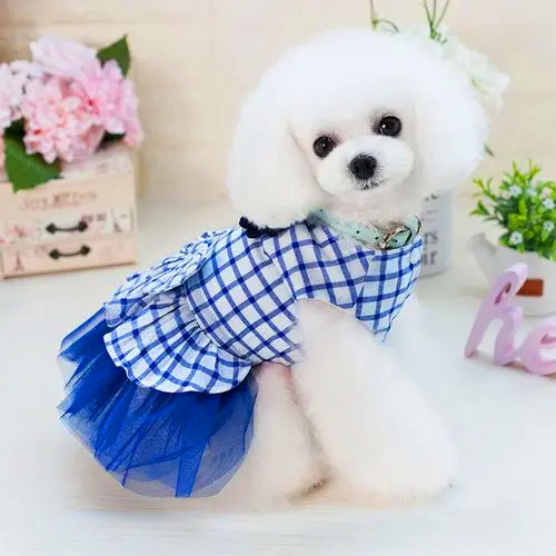 夏季浅色着装的白色泰迪犬