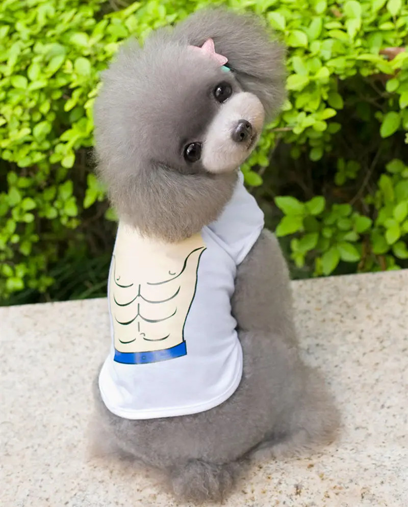穿着夏装的泰迪犬