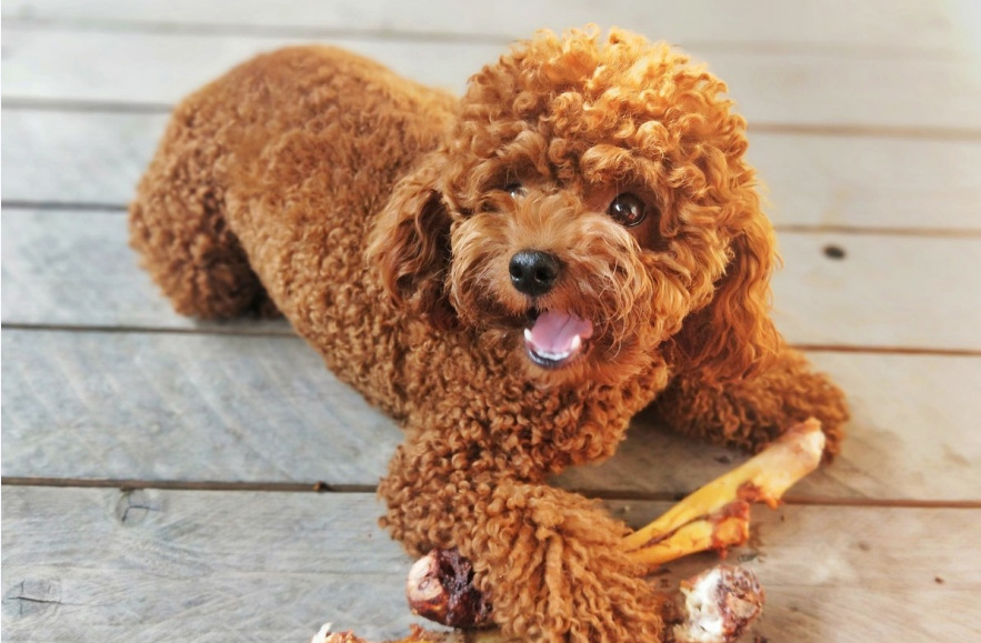 泰迪犬拉肚子期间要喂食什么食物？