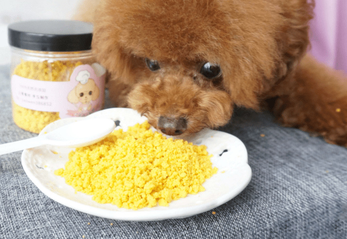 正在吃东西的泰迪犬