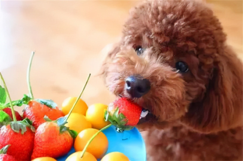 正在吃水果的泰迪犬