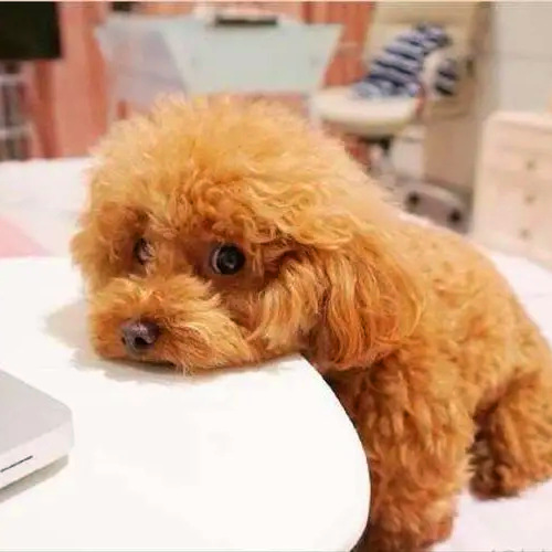 食欲不振的泰迪犬