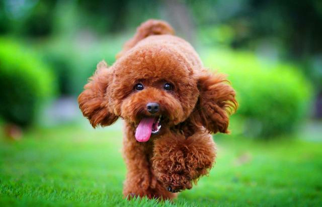 食欲恢复后的泰迪犬