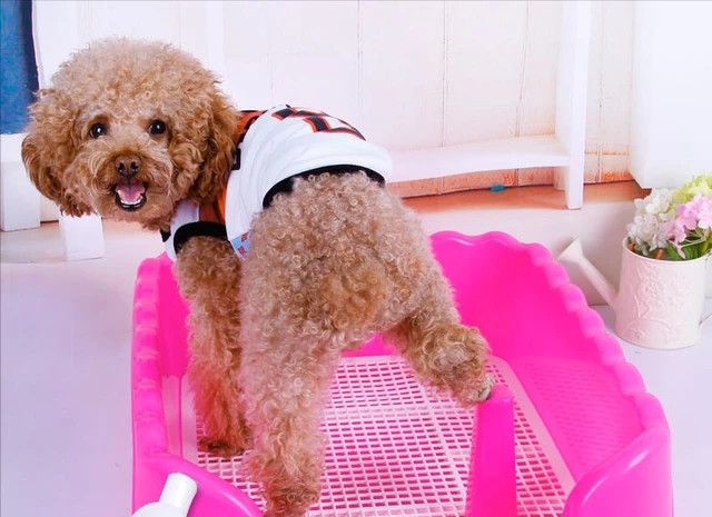 训练泰迪犬到指定地方大小便