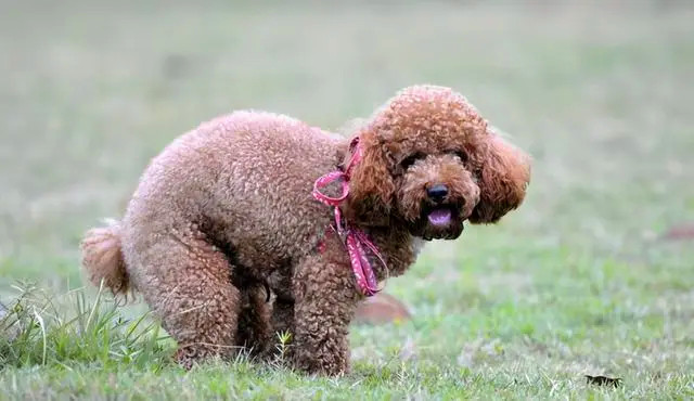 在户外大便的泰迪犬