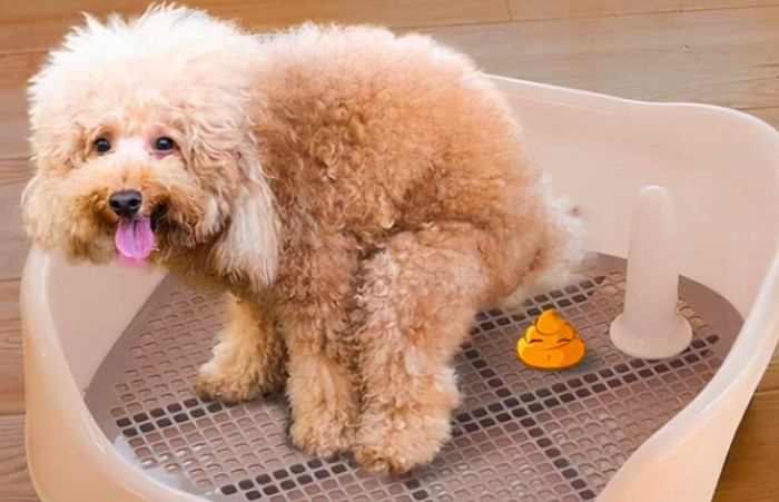 在固定地方大小便的泰迪犬
