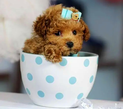 做好毛发护理的茶杯泰迪犬