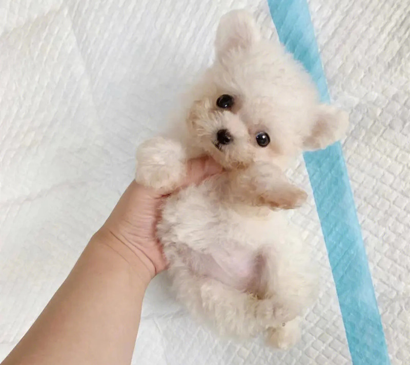 一只健康的白色茶杯泰迪犬