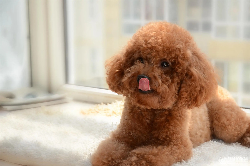 新手养泰迪犬的注意事项有哪些？