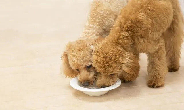 对于泰迪犬需要主人提供良好的饮食