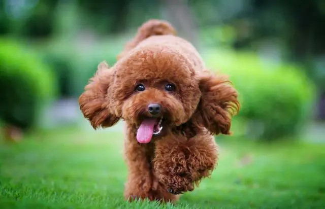 在户外运动的泰迪犬