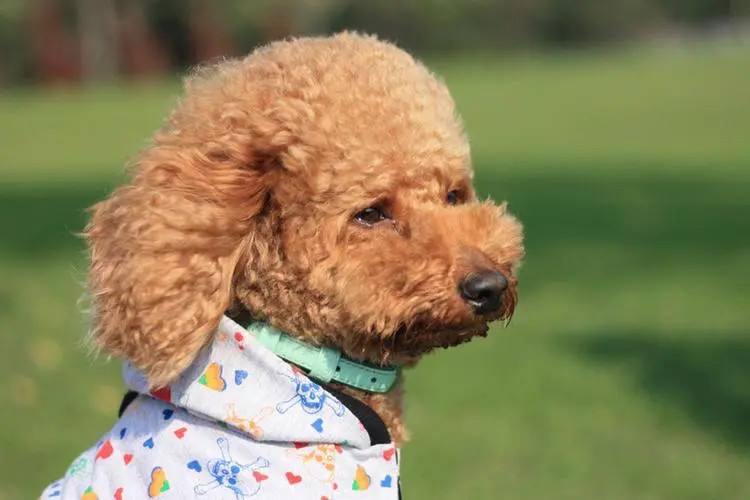 泰迪犬老流泪怎么治疗？