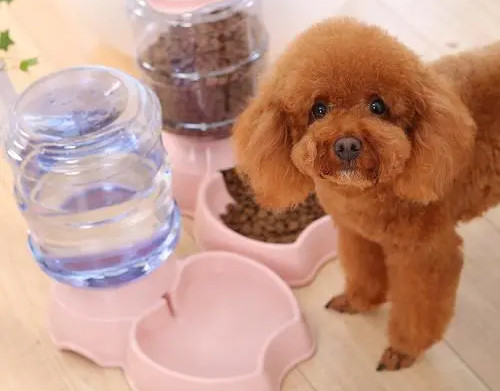 泰迪犬与它的食物