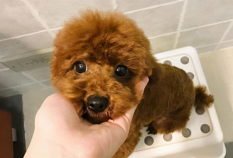 纯种泰迪犬