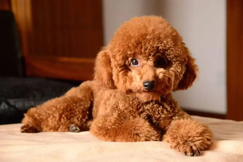 纯种泰迪犬