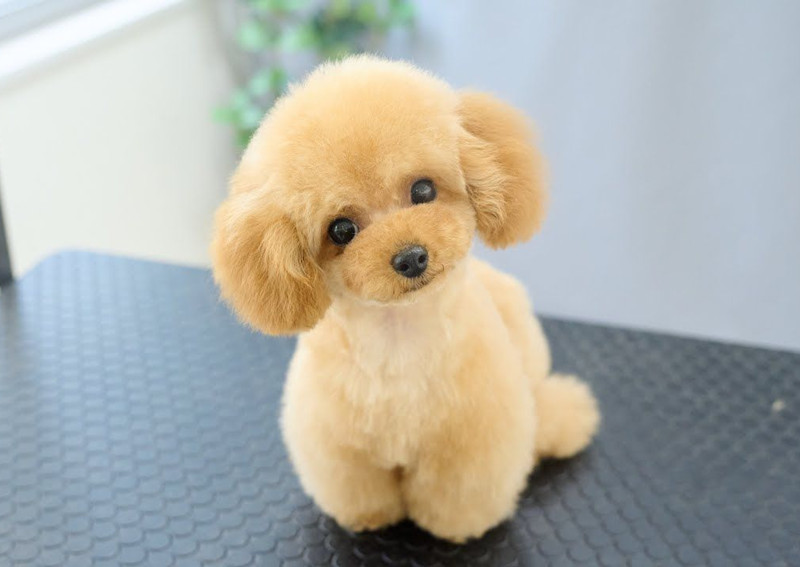理发后的泰迪犬